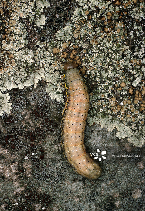 亮线棕眼毛毛虫图片素材