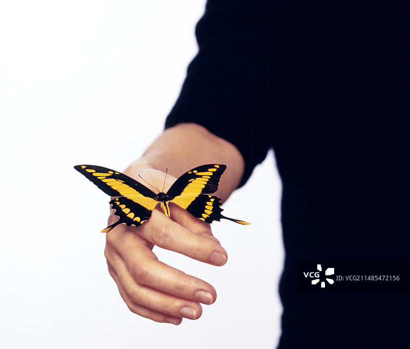 翠凤蝶图片素材