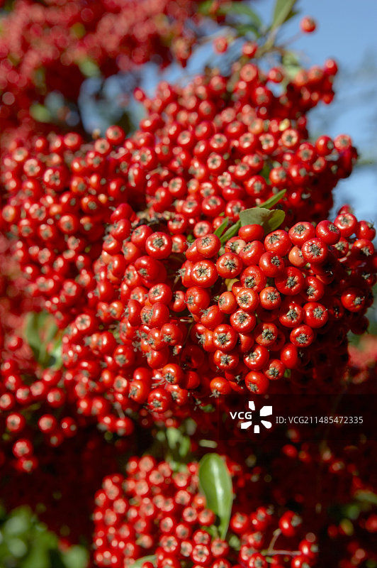 火棘浆果图片素材