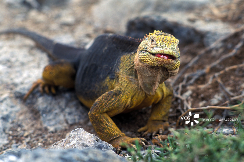 陆地鬣蜥图片素材