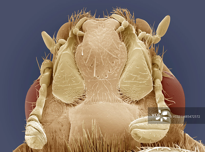 玫瑰金龟子扫描电镜图图片素材