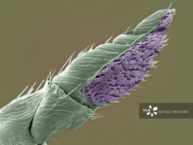 松鼠跳蚤触须扫描电镜图图片素材