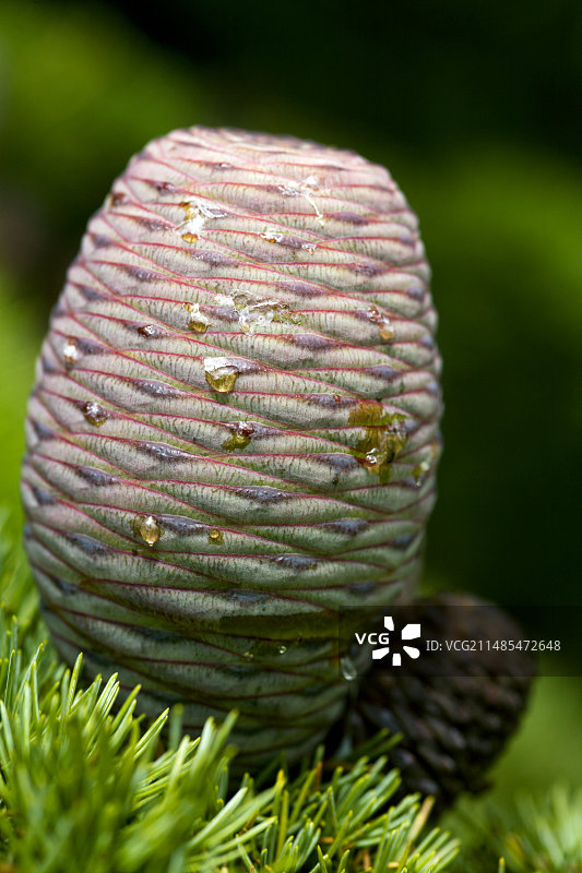 阿特拉斯雪松球果图片素材