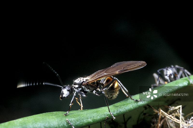 Polyrhachis laboriosa蚁有翅蚁后图片素材