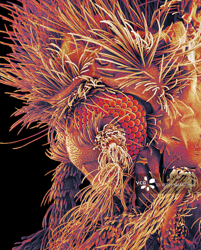 蛾蝇头部扫描电镜图图片素材