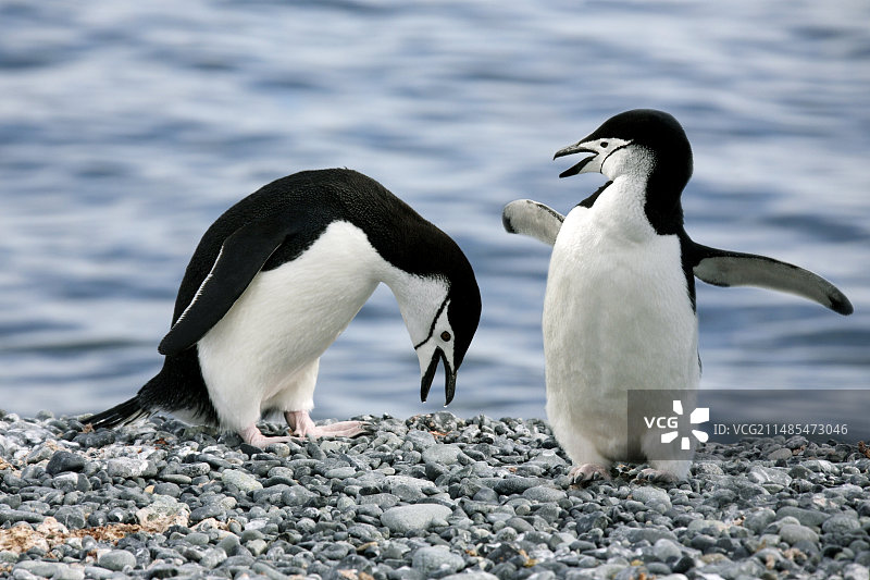 帽带企鹅图片素材