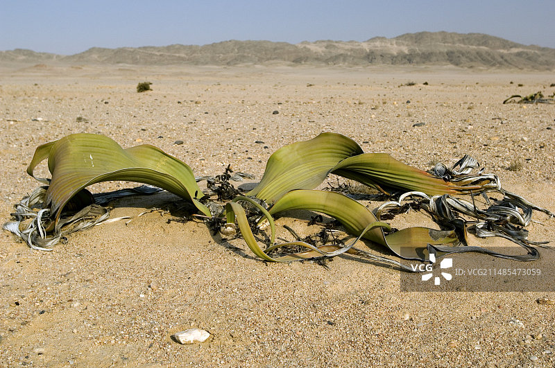 百岁兰植物图片素材