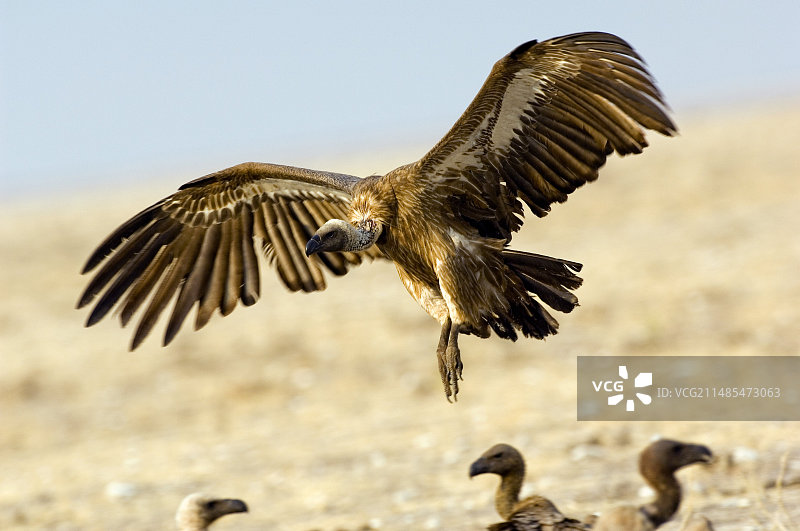 飞行中的白背兀鹫图片素材