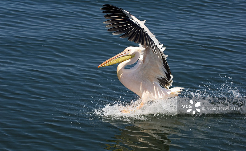 大白鹈鹕图片素材