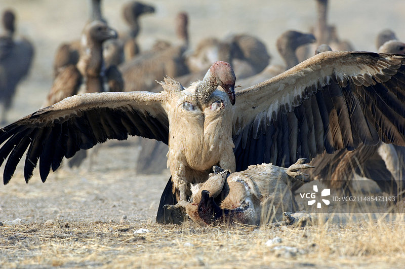 白背兀鹫打斗图片素材