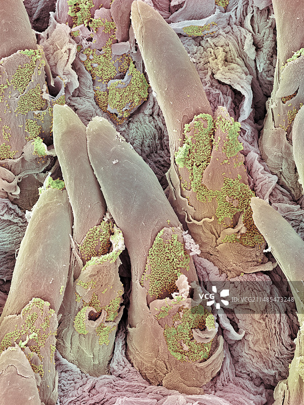 舌乳头扫描电镜图图片素材