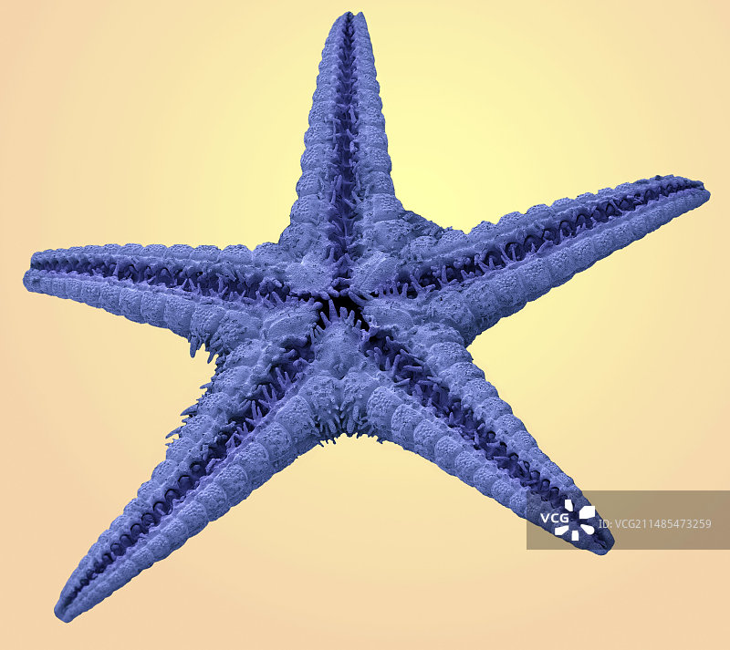 海星扫描电镜图图片素材