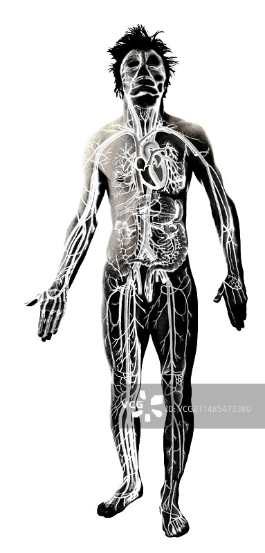男性人体解剖图片素材