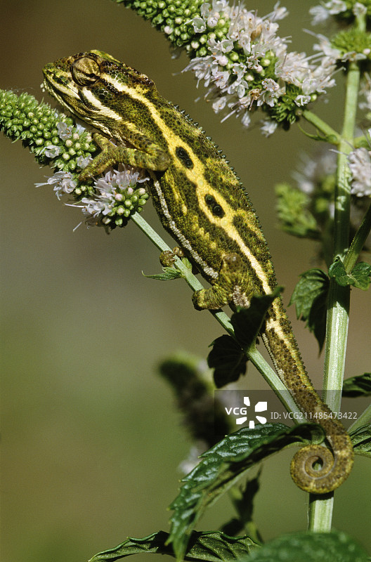 角侏儒变色龙图片素材