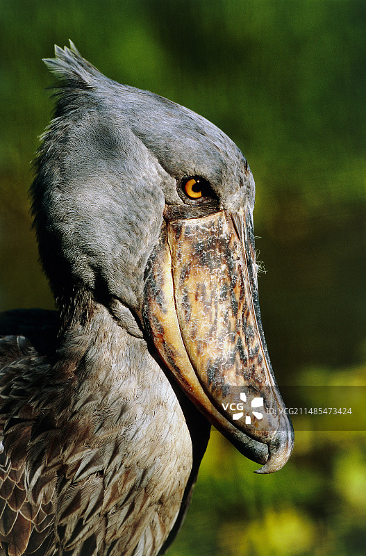 鲸头鹳图片素材