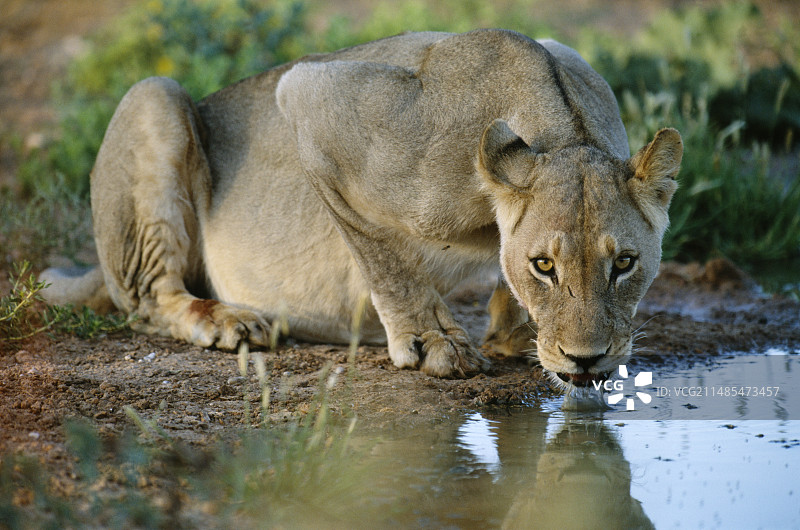 雌狮正在饮水图片素材