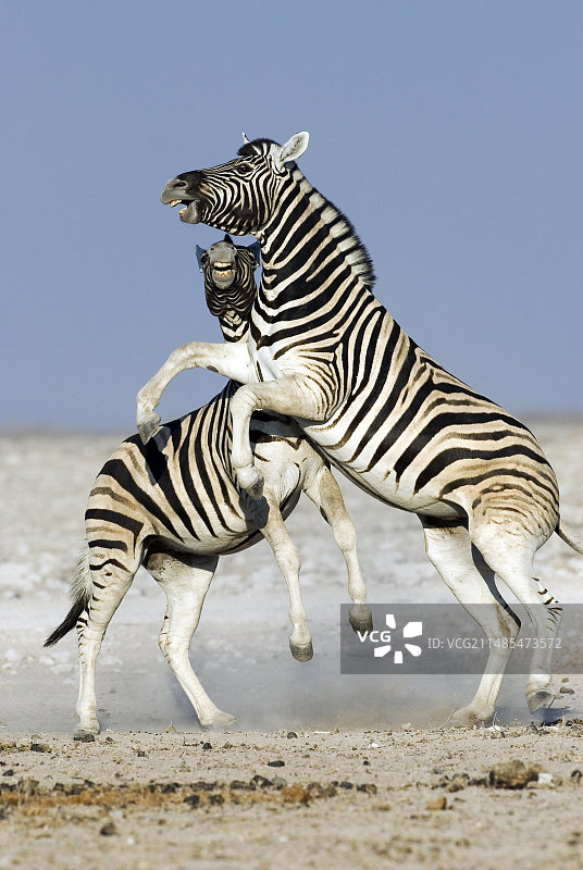 布氏斑马图片素材
