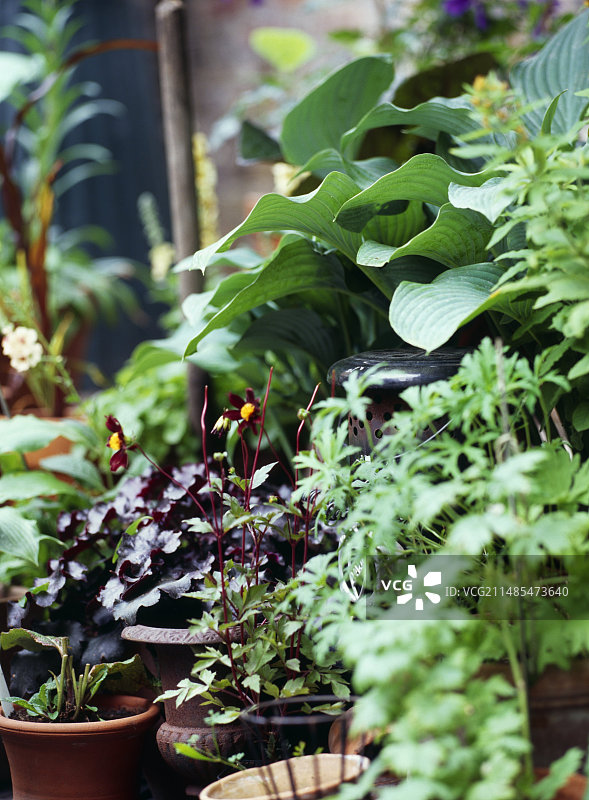 容器植物图片素材