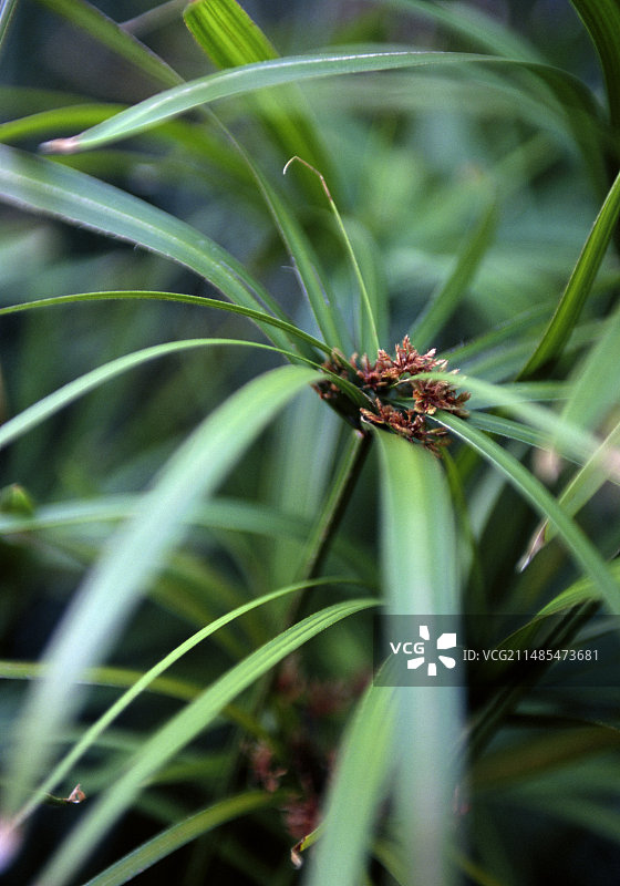 伞草（风车草）图片素材