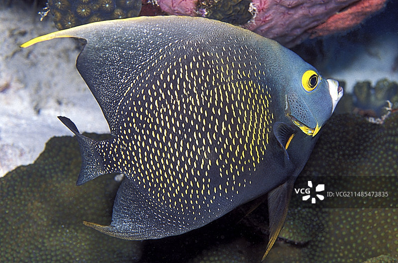 法国神仙鱼图片素材