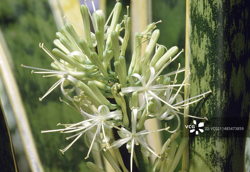 金边虎尾兰图片素材