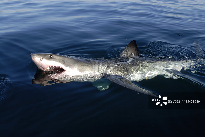 大白鲨图片素材