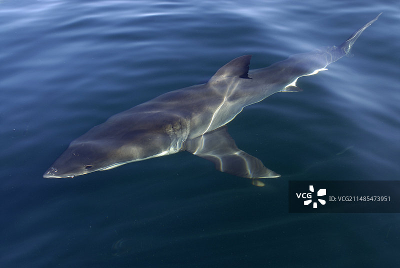 大白鲨图片素材