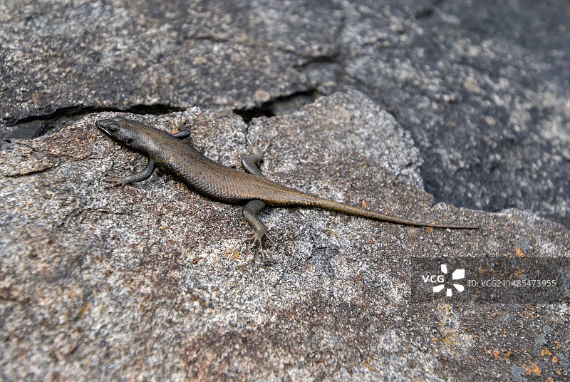 西部岩石石龙子图片素材