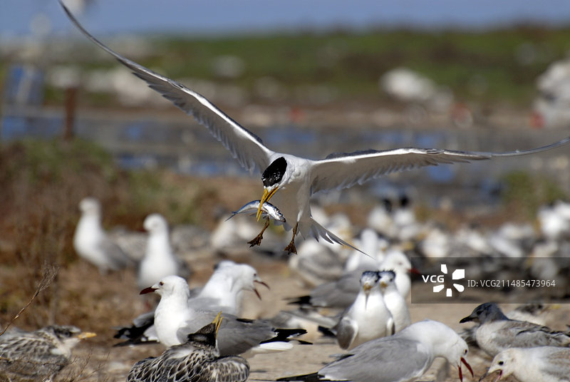 凤头燕鸥降落喂雏鸟图片素材