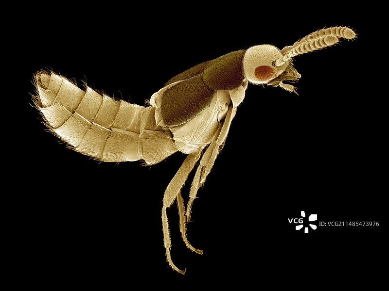 隐翅虫（扫描电子显微镜）图片素材