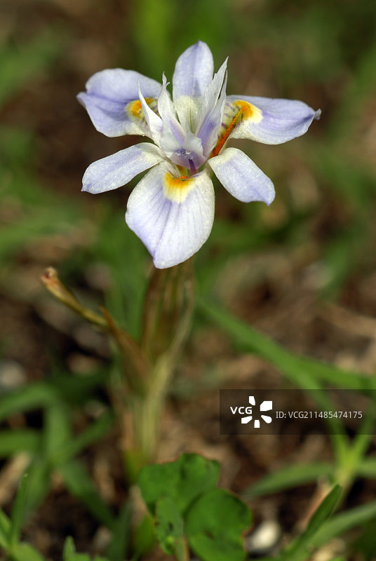 鸢尾蒜图片素材