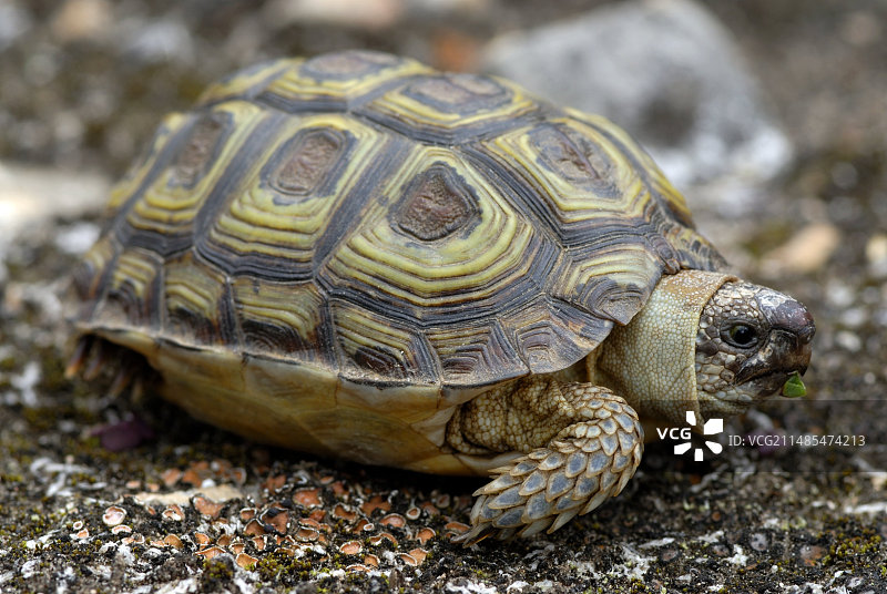 鹦鹉嘴龟图片素材