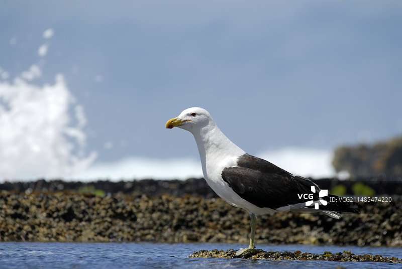海带鸥图片素材