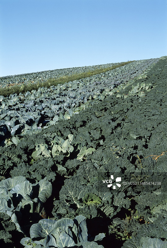 卷心菜作物图片素材