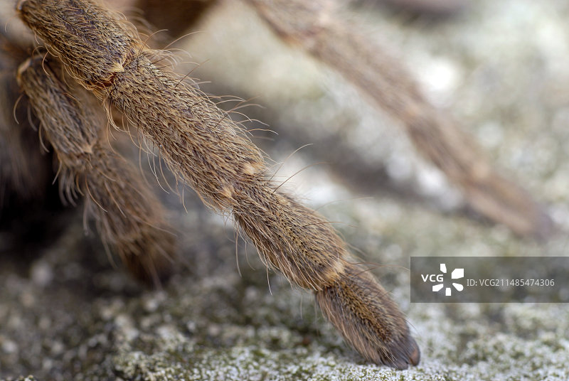 狒狒蜘蛛的腿图片素材