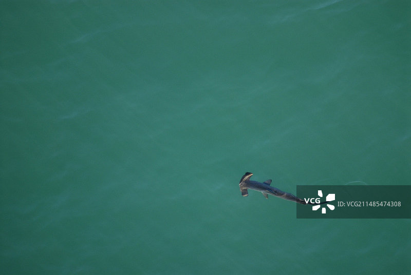 光滑的锤头鲨图片素材