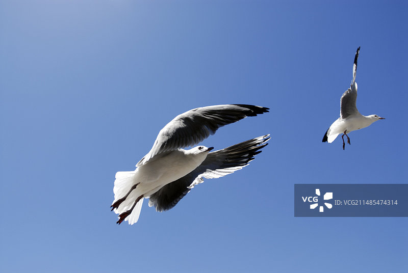 灰头鸥图片素材