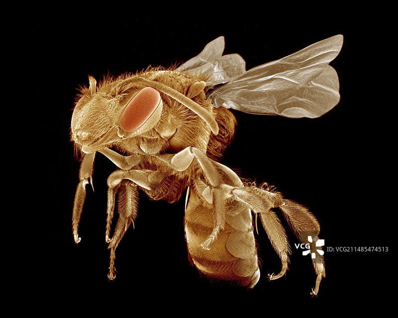 蜜蜂，扫描电子显微镜图片素材