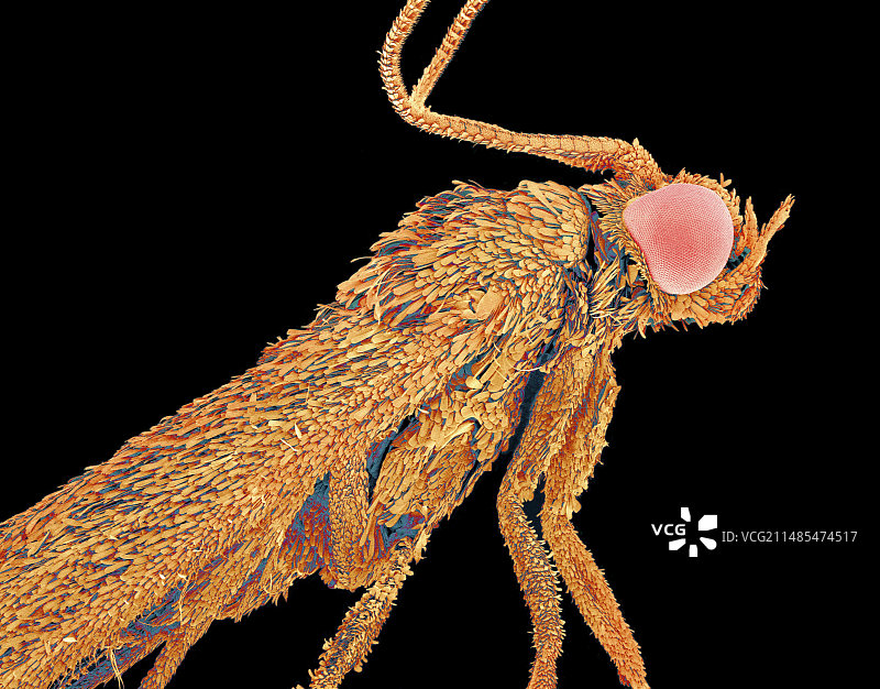 尺蛾扫描电镜图图片素材