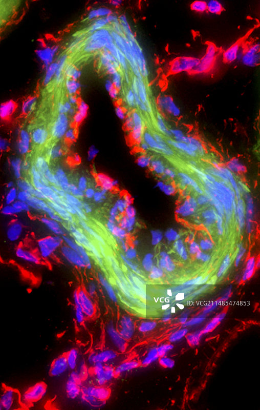 动脉横截面图片素材