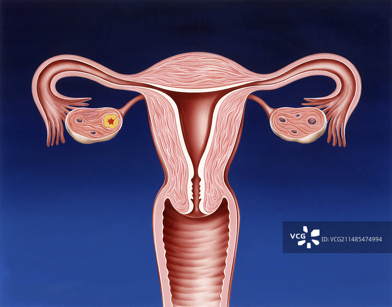 女性生殖系统，艺术作品图片素材