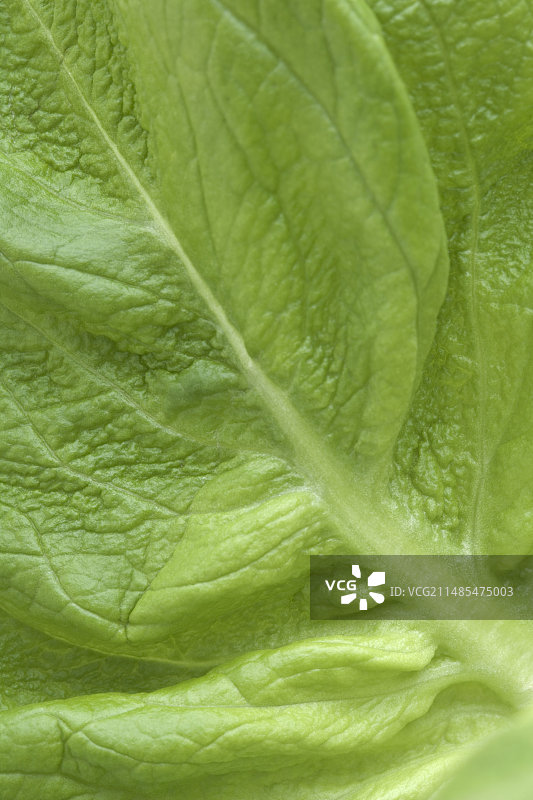 圆形生菜叶（莴苣）图片素材