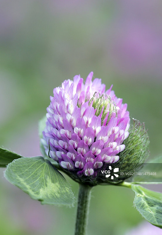 红色三叶草图片素材