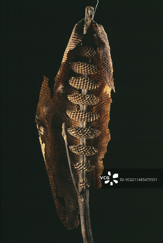 黄蜂筑巢图片素材