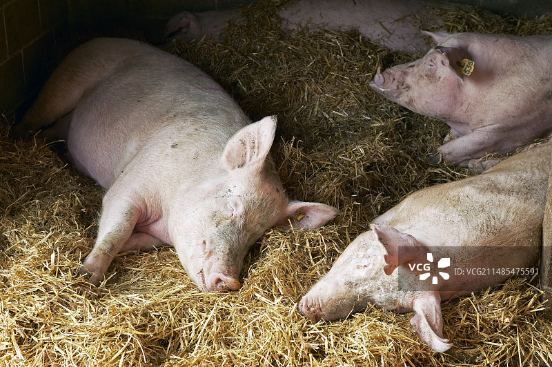 睡觉的猪图片素材