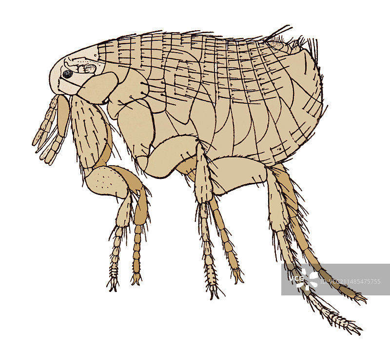 黑死病鼠蚤艺术作品图片素材
