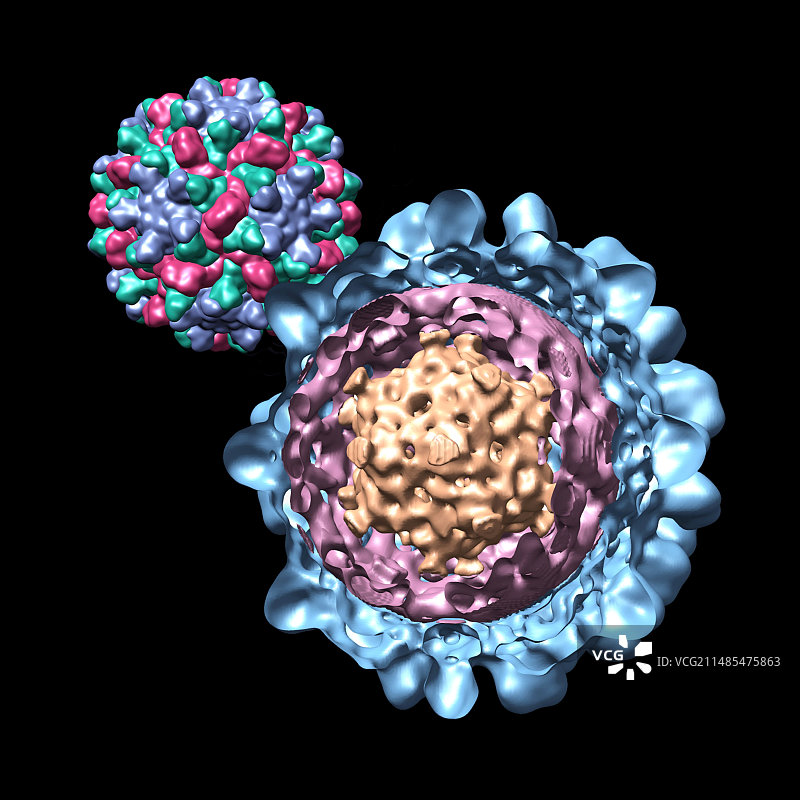 黄瓜坏死病毒计算机模型图片素材