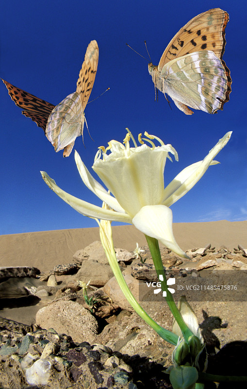 银斑豹蛱蝶图片素材
