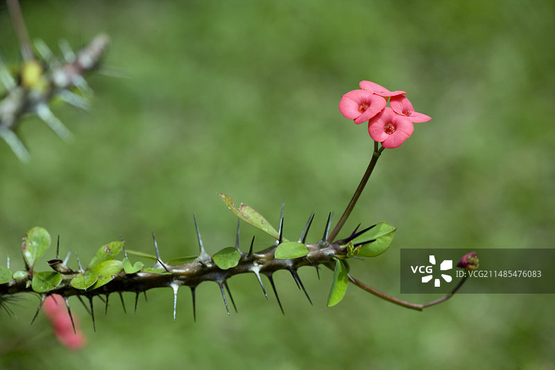 铁海棠图片素材