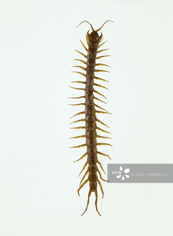 巨型蜈蚣图片素材